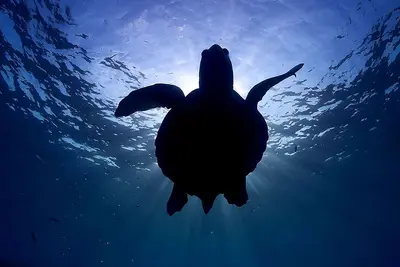 Turkish Sea Turtle APT target Dutch ISPs, telcos